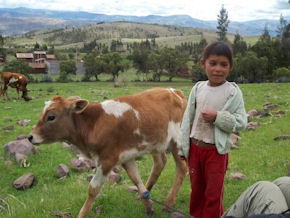 volunteer-in-peru-23%20-%20Andes.jpg